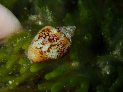 Columbella rustica