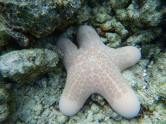 Choriaster granulatus