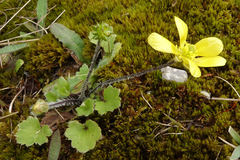 Ranunculus multiscapus