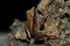 Platymantis dorsalis