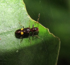 Phymatophaea hudsoni