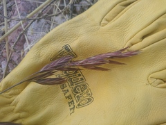 Bromus anomalus