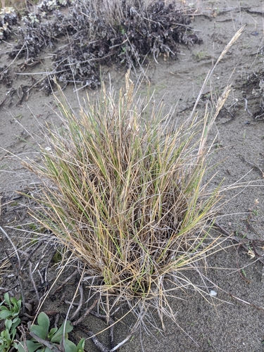 Image of Poa macrantha by (c) David Anderson, some rights reserved (CC BY)