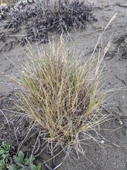 Poa macrantha