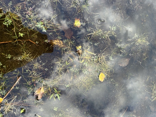 Capitate Spikerush (Eleocharis flavescens)