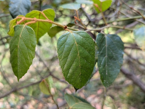 Kangaroo Vine
