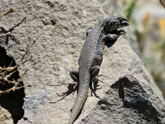 Liolaemus nigroviridis