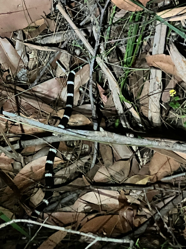 Eastern Bandy Bandy sighting