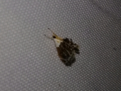 Glaphyriinae
