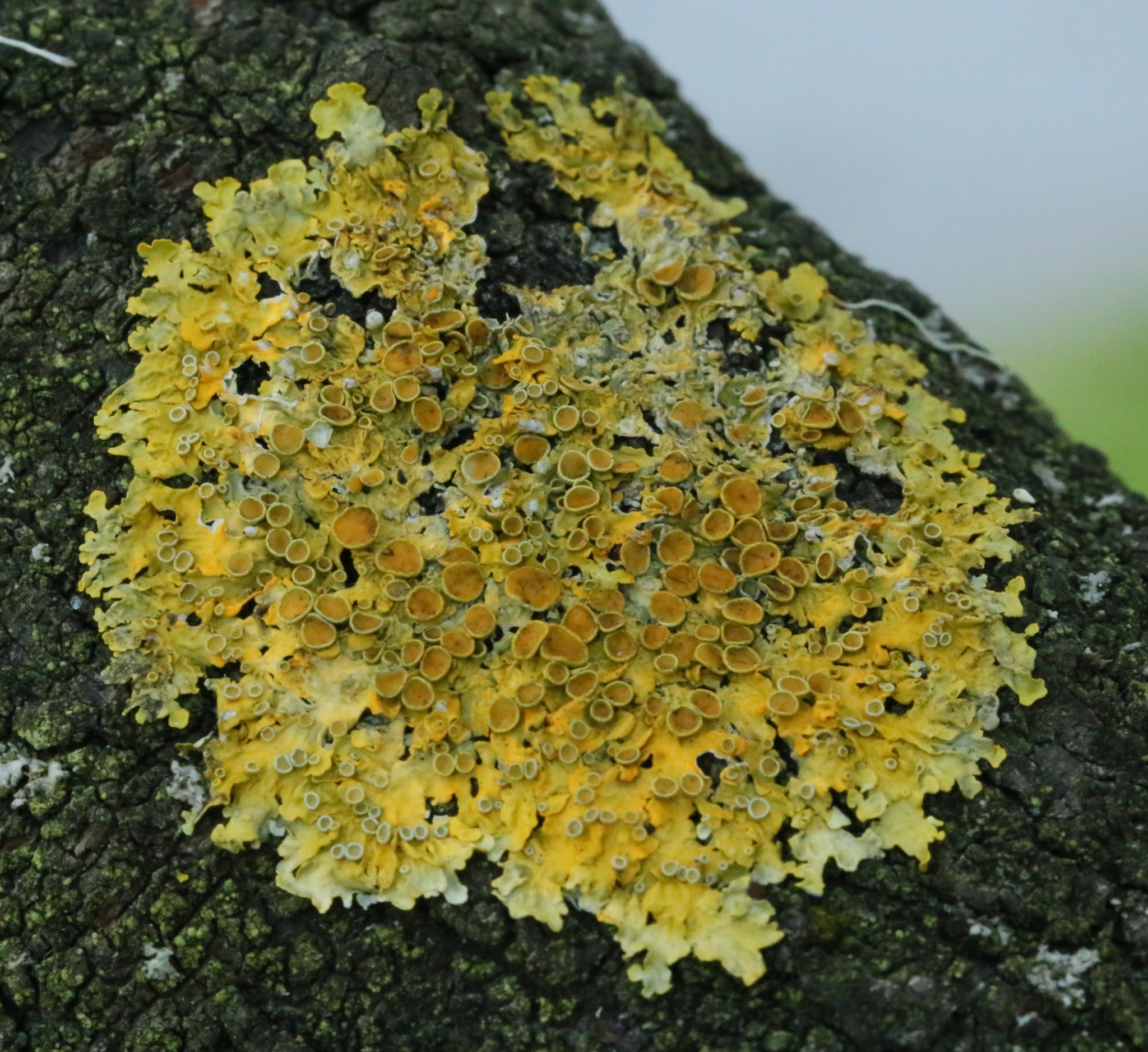 Xanthoria image