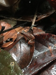 Anomaloglossus stepheni