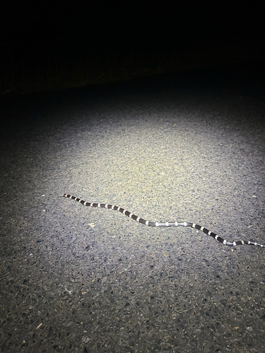 Eastern Bandy Bandy sighting