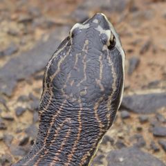 Phrynops williamsi