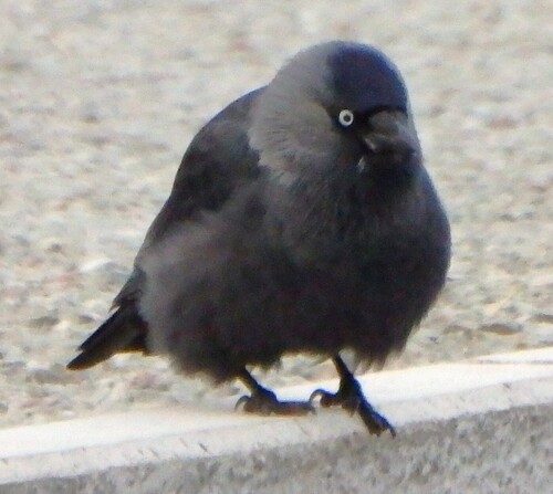 Grajilla occidental (Corvus monedula)