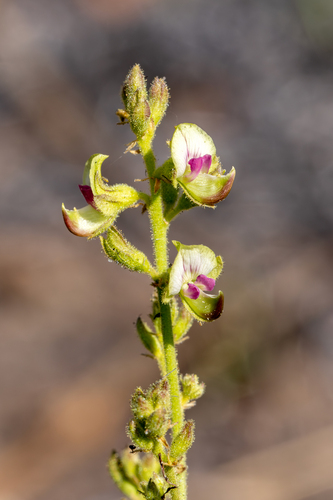 Flemingia lineata