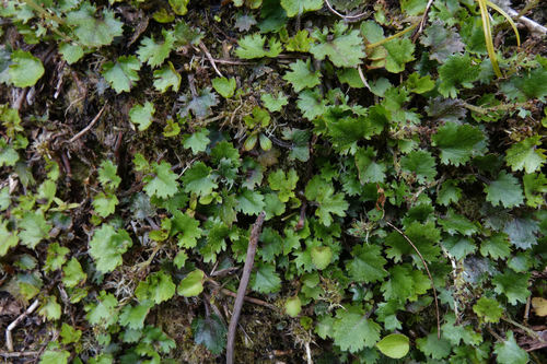 Gunnera monoica (Gunnera monoica)