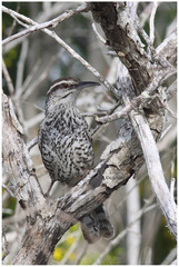 Campylorhynchus yucatanicus