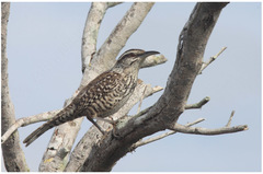 Campylorhynchus yucatanicus