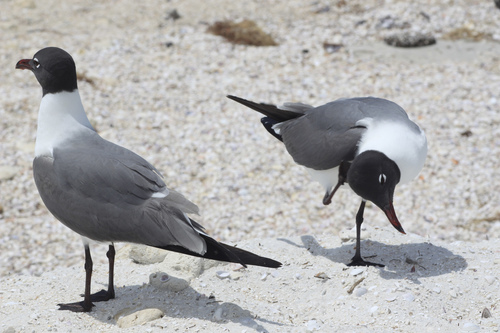 Laughing Gull photographed in Florida