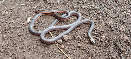 Castoe's Coralsnake
