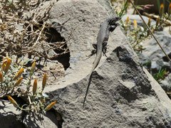 Liolaemus nigroviridis