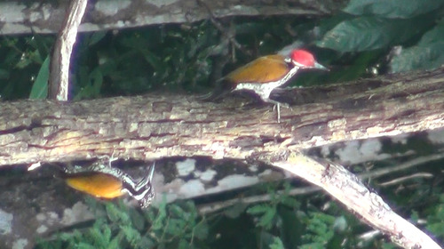 Greater Flameback
