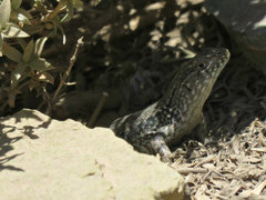 Liolaemus nigroviridis