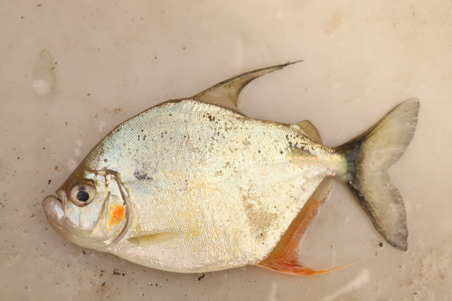 Wimple piranha (Catoprion mento) — Serrasalmidae — 4