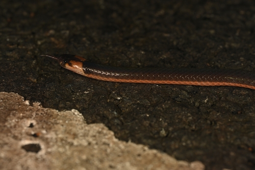 Castoe's Coralsnake