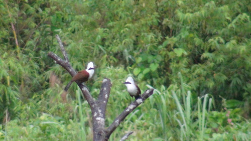 White-crested Laughingthrush