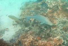 Lethrinus nebulosus