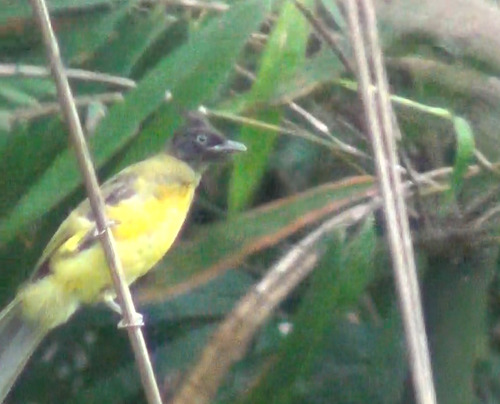 Black-crested Bulbul