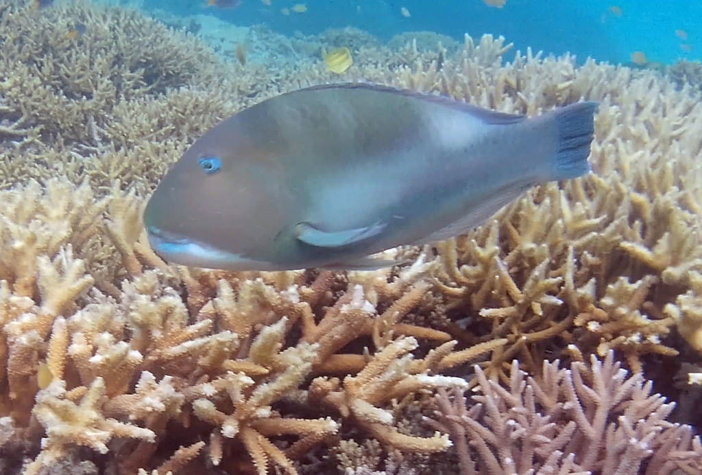 Blue Tuskfish (Queensland titles 2024) · iNaturalist