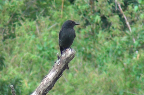 Ashy Drongo