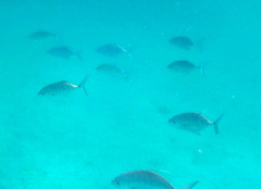 Ferdauia ferdau