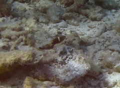 Chrysiptera biocellata