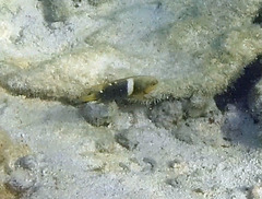 Chrysiptera biocellata