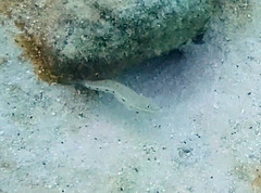 Valenciennea longipinnis