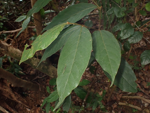 Prunus arborea observed 2025-10-23