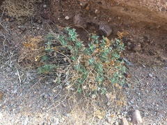 Bahiopsis reticulata