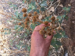 Bahiopsis reticulata