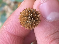 Bahiopsis reticulata