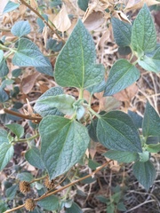 Bahiopsis reticulata