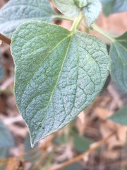 Bahiopsis reticulata