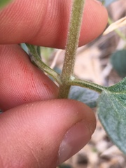 Bahiopsis reticulata