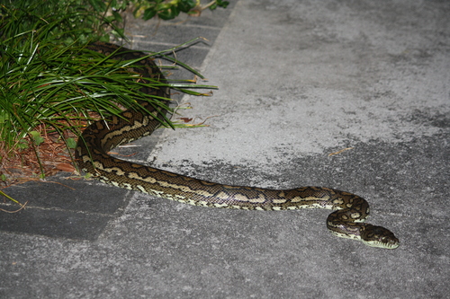 Coastal Carpet Python sighting