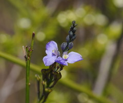 Comesperma sphaerocarpum