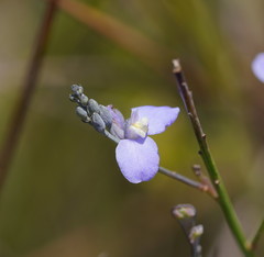 Comesperma sphaerocarpum