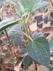 Bahiopsis reticulata