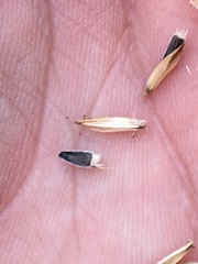 Bahiopsis reticulata